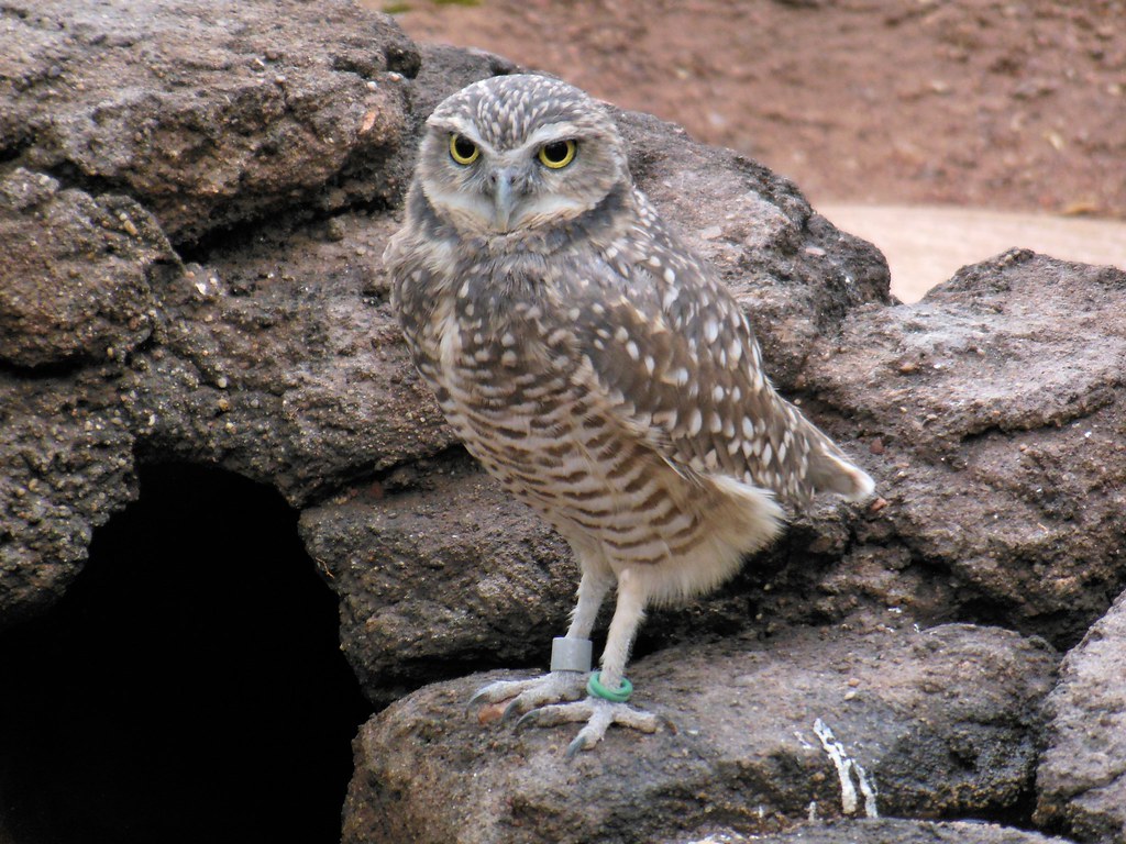 Phoenix Burrowing Owls Find New Home in Massive Solar Complex